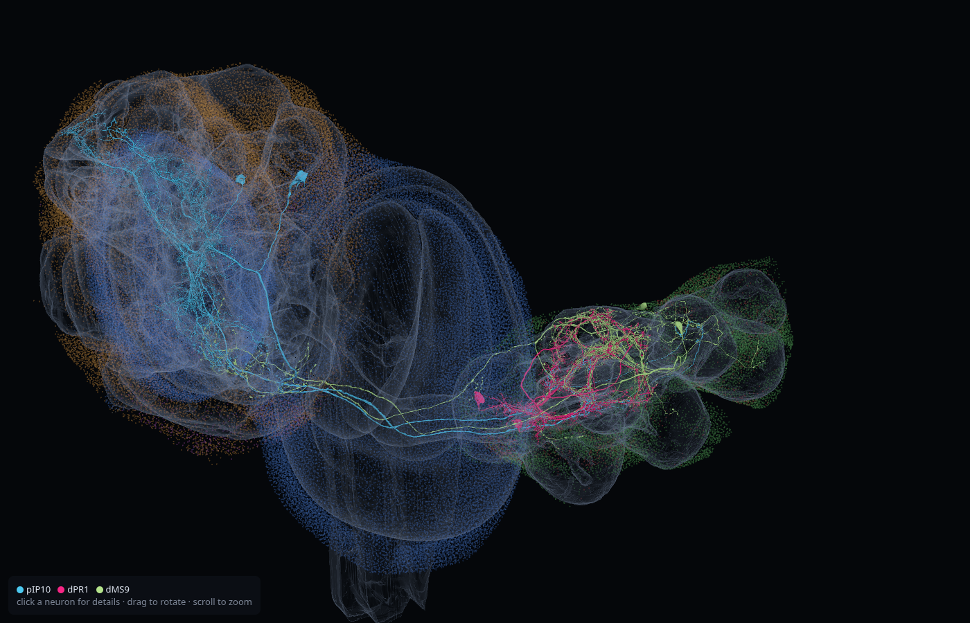 Anatomy of pIP10, dPR1 and dMS9, one colour per type, inside the neuropil shells of the brain and the ventral nerve cord, with the soma layer around them.