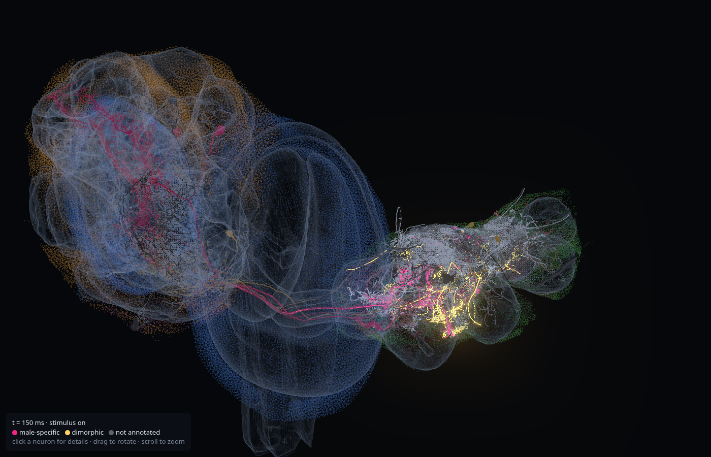The same pIP10 replay at 150 ms, coloured by sex annotation, inside the neuropil shells. Male-specific neurons are magenta, dimorphic neurons are yellow, and neurons without that label are grey. Somata mark the rest of the CNS.