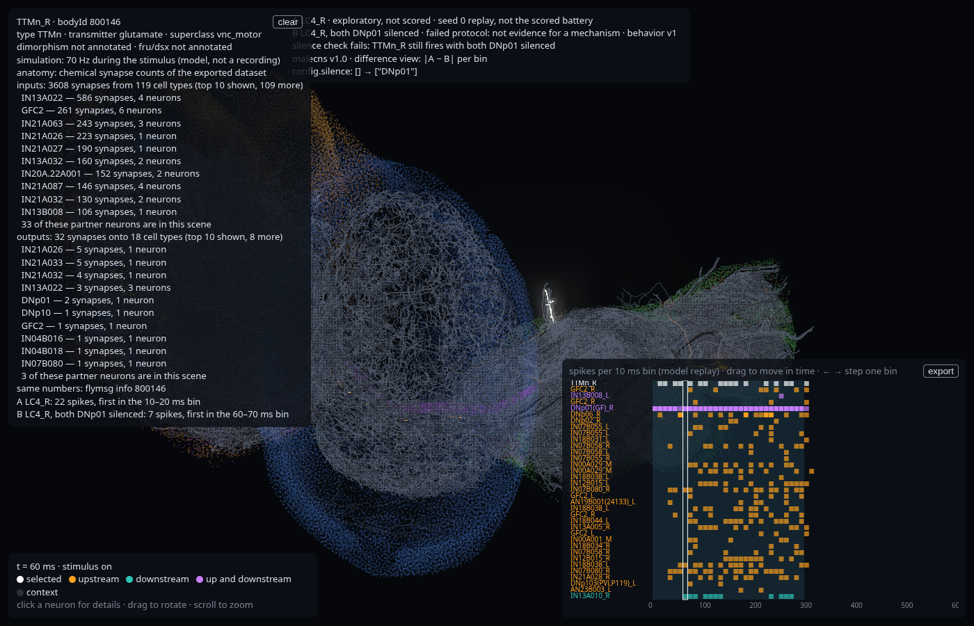 Looming at 60 ms, intact against both DNp01 silenced, with TTMn_R selected. The selected neuron is still active.