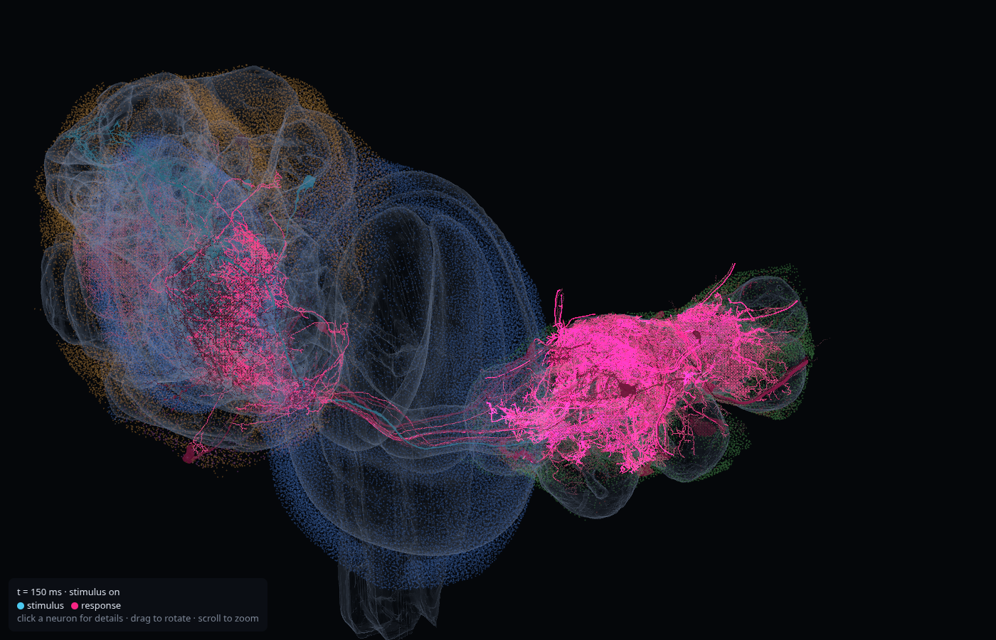 pIP10 song pathway at 150 ms. Neuropil shells outline the brain and the ventral nerve cord. The two stimulus neurons are cyan, responding neurons are magenta, silent neurons stay desaturated, and somata mark the rest of the CNS.
