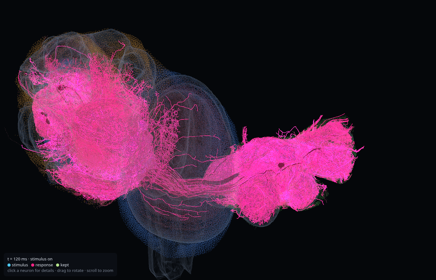 Looming stimulus LC4_R at 120 ms. Neuropil shells outline the brain and the ventral nerve cord, responding neurons are coloured against desaturated silent neurons, and somata mark the rest of the CNS.